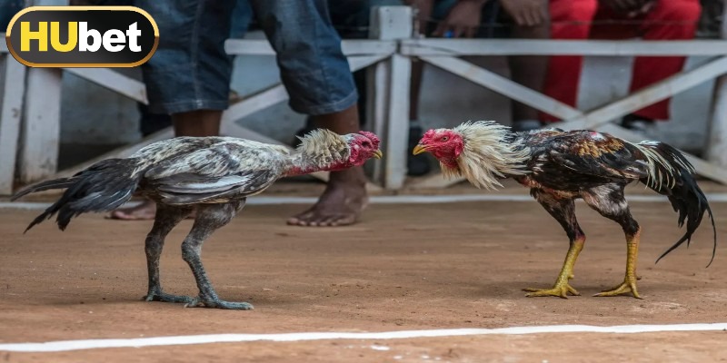 Chọn chiến kê chất lượng