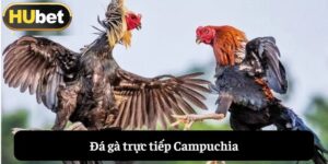 Tìm hiểu đá gà Campuchia là gì?